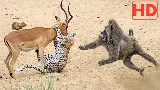 Incredible Baboons Save Impala From Cheetah Attack In Africa