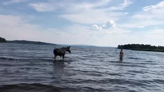 Moose takes a dip next to startled beachgoers in Sweden