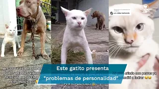 ¿Un gato que ladra? Felino criado por perros pitbull impacta con sus comportamientos