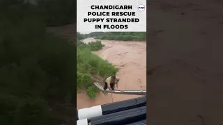 Chandigarh Police Rescue Puppy Stranded In Floods | Punjab Rains #shorts #viral