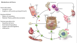 Clase 07 – Anemia ferropénica parte 1