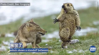 Chinese entry wins Wildlife Photographer of the Year