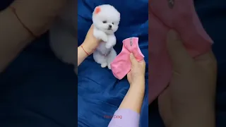 【Compilation】Dog Pet Puppy Pomeranian Grooming Teddy bear style ! dogs story #short 46