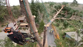 Basic Tools and Techniques for Tree Removal