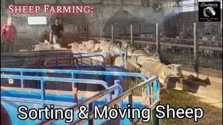 Sheep Farming: Sorting & Moving Sheep