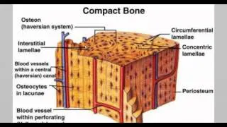 hitso 2nd exam Bone