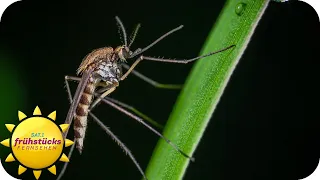 Mückenalarm in Deutschland - das schlägt alle Mücken in die Flucht | SAT.1 Frühstücksfernsehen
