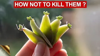 10 TIPS & TRICKS TO GROWING SUCCULENTS AND CACTI | SUCCULENT CARE TIPS