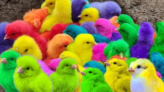 Catch Cute Chickens, Colorful Chickens, Rainbow Chicken,  Cute Cats , cute chick ,Animals Cute #354