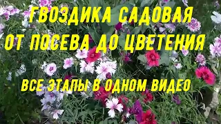 Cадовая гвоздика. Посев, всходы, уход и все подкормки, посадка в грунт, цветение все в одном видео!