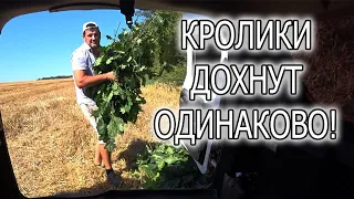 К ЗИМЕ ГОТОВЫ!  ЗАГОТОВКА ВЕНИКОВ ДЛЯ БАНИ.