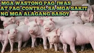 WASTONG PAG-IWAS AT PAG-CONTROL SA MGA SAKIT NG BABOY. PIGGERY BUSINESS 101. NEGOSYONG BABOYAN.