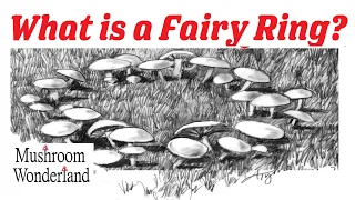 What is a Fairy Ring - Why do mushrooms grow in a circle?