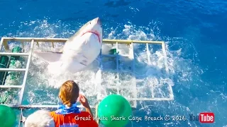 Great White Shark Cage Breach Accident (Official)