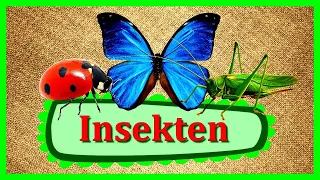 INSEKTEN 🐞 Deutsch Doman Karten | Padagogische Karten Doman