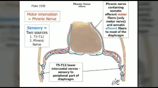 The Lifeline of Breathing: Top 10 Things About the Phrenic Nerve