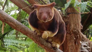 Tree Kangaroo Keeper Talk at Taronga Zoo Sydney