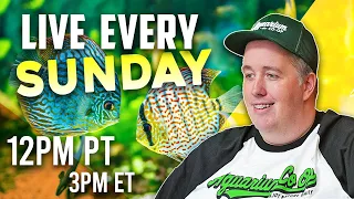 Clean your tanks and hang out -  Sundays 12pm PST/3PM EST