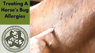 Horse Geeks Hacks Treating A Horse's Bug Allergies And Sweet Itch