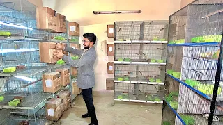 Visit IR Aviary | Birds Breeding Farm in Lahore | LoveBirds Farming Business | Birds Business Plan