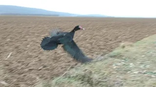 Powerfull wind flying