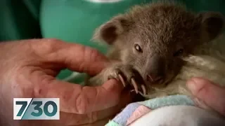 The impact of the northern NSW fires on humans and wildlife | 7.30