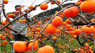World's Most Expensive Persimmon - Japanese persimmon Harvesting - Dry persimmon traditional making