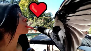 ❤️ Magpie watermelon kisses for Valentine's Day ❤️ (sound on)