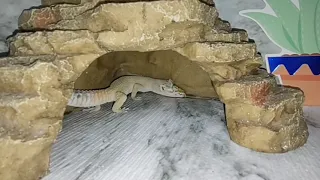 Leopard Gecko shedding Time lapse