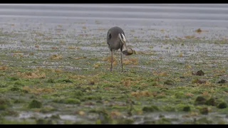 Great Blue Heron and Large Fish