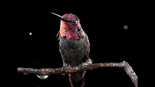 Hummingbird song (Windway for recorder - extract)