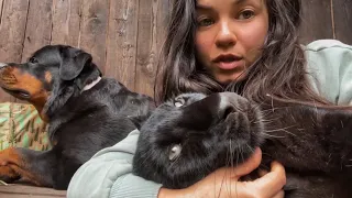 Cute and funny videos with the panther Luna and Venza 😸(ENG SUB)