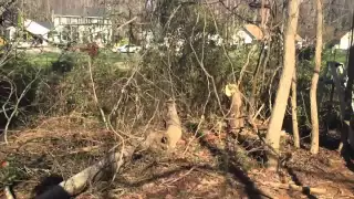 Huge dead tree falling