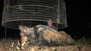 Did I just TRAP the last HUGE wild boar at the duck hole?