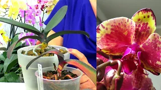 Why are Orchids dying - "Ark's Ray"? Why does this orchid ALWAYS have root rot?