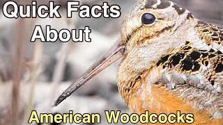 Facts About the American Woodcock