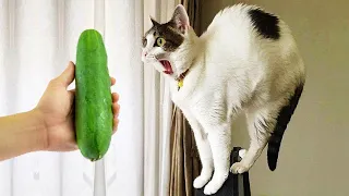 Funny Animal 2023 😍 Funniest Cats and Dogs 😺🐶 Part 18