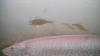 MUSKIE! Ice Fishing Perch on Mille Lacs Lake