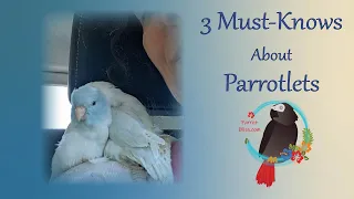 3 IMPORTANT Things You Should Know About Parrotlets #Parrot_Bliss #parrotlet