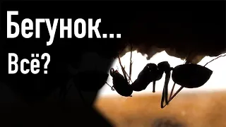 Реанимация бегунка! Cataglyphis nigra