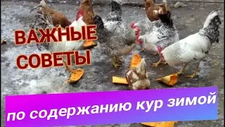 🐓🐓ВАЖНЫЕ СОВЕТЫ ПО СОДЕРЖАНИЮ КУР ЗИМОЙ. Keeping chickens in winter