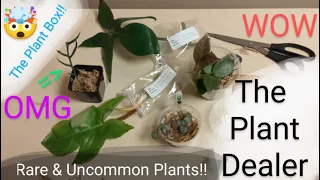 Plant Mail Unboxing from The Plant Dealer