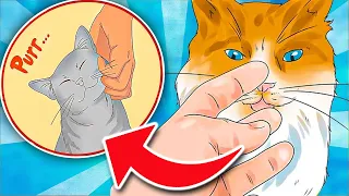If Your Cat Bites You - Aggression or Affection? Here’s What It Really Means [SHOCKING]