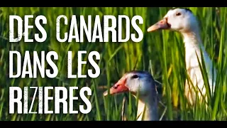 Des canards dans les rizieres - Documentaire