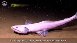 Creatures of the Deep: Bathysaurus Ferox