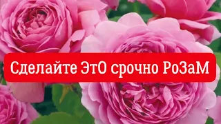 РОЗЫ 🌹. СДЕЛАЙТЕ ЭТО, У РОЗ ПЕРВОГОДОК НУЖНО СРОЧНО УБРАТЬ БУТОНЫ!!!