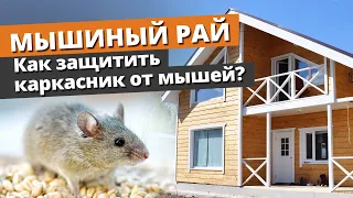 Каркасный дом — рай для мышей, тараканов и муравьев! / Как защитить дом?