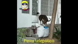 perro telepático