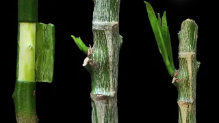 Bud Grafting Citrus Tree | Grafting Citrus Tree