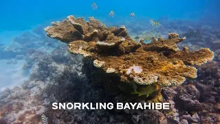 Snorkeling in front of Viva Wyndham Dominicus Beach Resort - Bayahibe Dominican Republic - 4K